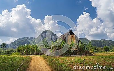 Tobacco field in Vinales National Park, UNESCO, Pinar del Rio Province. Stock Photo