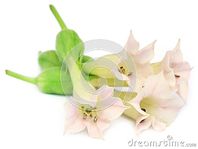 Tobacco flower Stock Photo