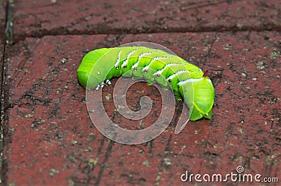 Tobacco Hornworm Stock Photo