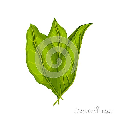 tobacco plant leaf cartoon vector illustration color sign Cartoon Illustration