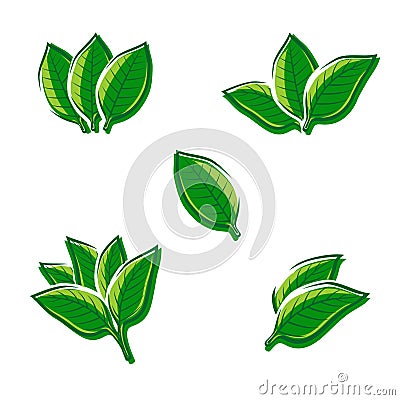 Tobacco leaf set. Vector Vector Illustration