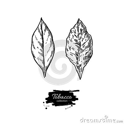 Tobacco leaf vector drawing. Fresh and dried. Botanical hand dra Vector Illustration