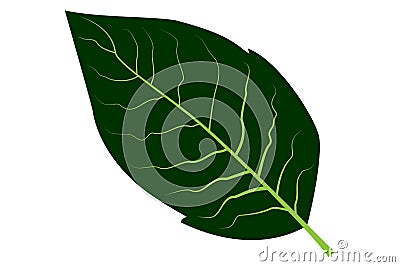 Tobacco leaf vector Vector Illustration