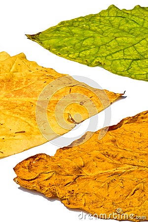 Tobacco Leaf On White Background Stock Photo