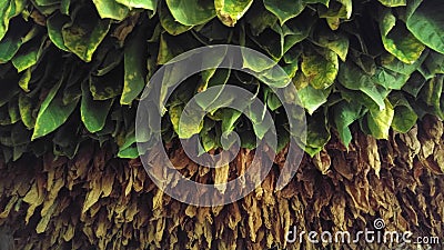 Tobacco Leaves In Cuba Stock Photo