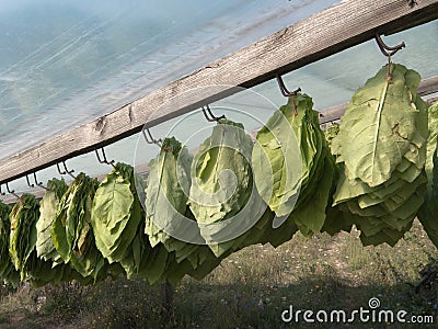 Tobacco Leaves Hanging To Dry Stock Photo