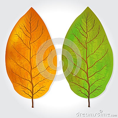 Tobacco leaves vector illustration Vector Illustration