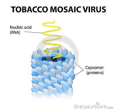 Tobacco mosaic virus Vector Illustration