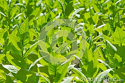 Tobacco plant Stock Photo