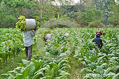 Tobacco plant and farmer in farm Stock Photo