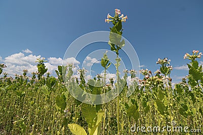 Tobacco plant with flower field. Blossoming tobacco Stock Photo