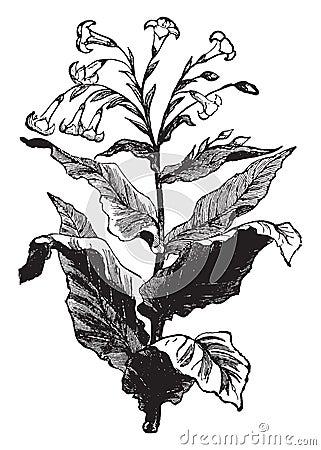 Tobacco Plant vintage illustration Vector Illustration