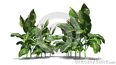 Tobacco plant Stock Photo