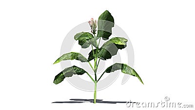 Tobacco plant Stock Photo