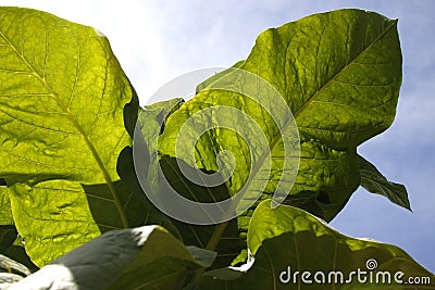 Tobacco plant leaves Stock Photo