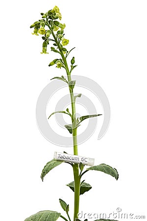 Tobacco plant with Tabacum homeopathic medicine Stock Photo