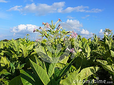 Tobacco plantation Stock Photo