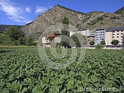 Tobacco plantation in Andorra Stock Photo