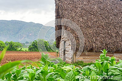 Tobacco plantation and tobacco curing barn in Cuba Stock Photo