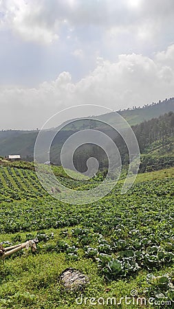 Tobacco plantations in the Cikancung area 2 Stock Photo