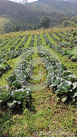 Tobacco plantations in the Cikancung area Stock Photo