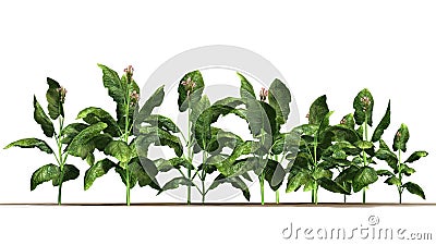 Tobacco plants Stock Photo