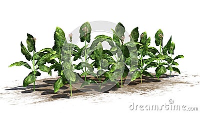 Tobacco plants Stock Photo