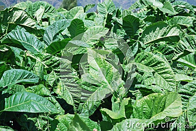 Tobacco plants with large green leaves Stock Photo