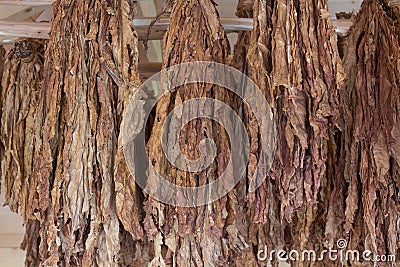 Tobacco plants Stock Photo