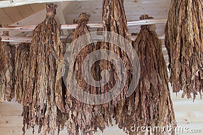 Tobacco plants Stock Photo