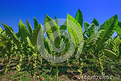 Tobacco in the plots. Stock Photo