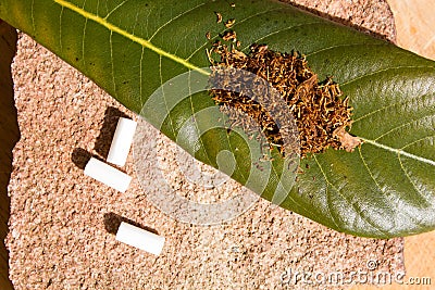 Tobacco for smoking on the sheet Stock Photo