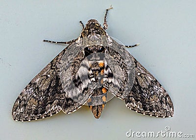 Tobacco Sphinx or Hawkmoth Manduca quinquemaculata adult Stock Photo