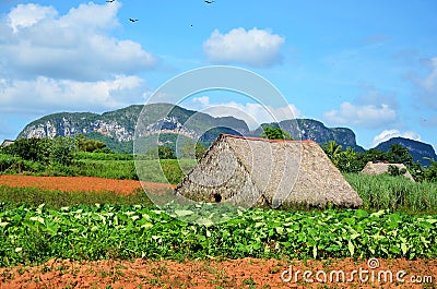 Tobaco farm in Vinales, Cuba Stock Photo