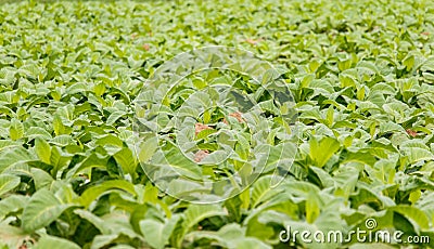 Tobbaco plantation in Bueng khan Thailand. Stock Photo