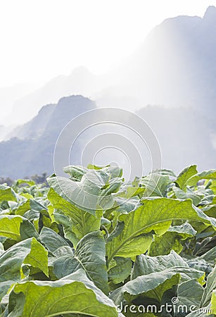 Tobbaco plantation in farm Stock Photo