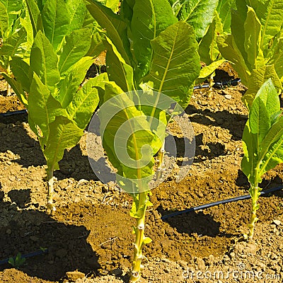 Tobbaco plantation in Tuscany. Stock Photo