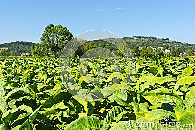 Tobbaco plantation in Tuscany Stock Photo