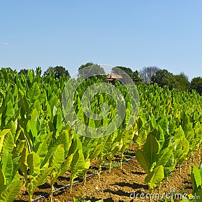 Tobbaco plantation in Tuscany. Stock Photo