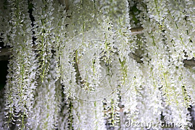 Tochigi,Japan May 5, 2016 :Closeup white blooming wisteria flowers field in japan Editorial Stock Photo
