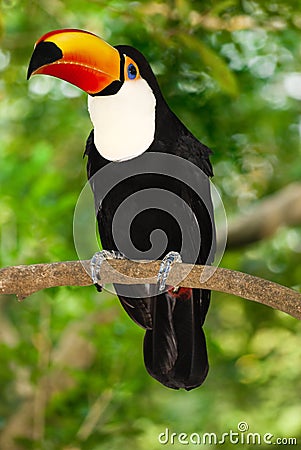 Toco toucan Stock Photo