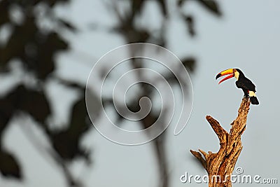 Toco Toucan, big bird with open orange bill, animal in the nature habitat, Pantanal, Brazil Stock Photo