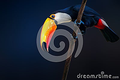 Toco Toucan bird on a blue background Stock Photo