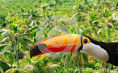Toco toucan in Palm tree tropical jungle Stock Photo