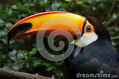 Toco toucan Ramphastos toco Stock Photo