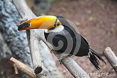 Toco Toucan, Ramphastos toco, sitting on a wooden branch. Birds, ornithology Stock Photo