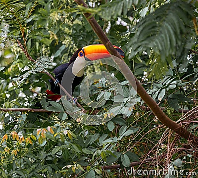 Toco toucan sits on brance in tree in the wilds of Pantanal Stock Photo