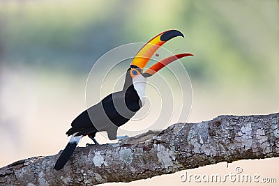 Toco Toucan tossing a berry Stock Photo