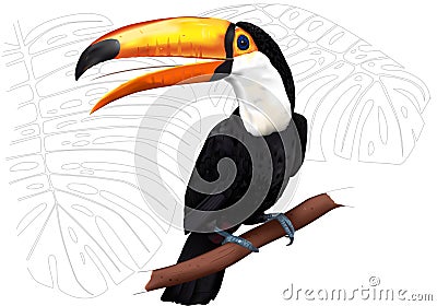 Toco Toucan. Vector artwork Vector Illustration