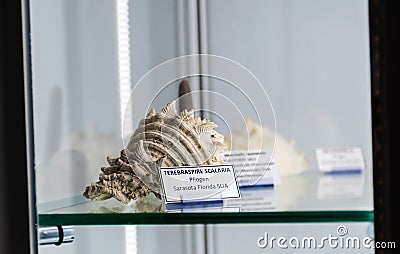 Toda Mineral Museum Editorial Stock Photo